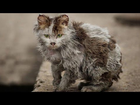 Видео: Котёнок потерял маму и остался один, но то, что с ним случилось...