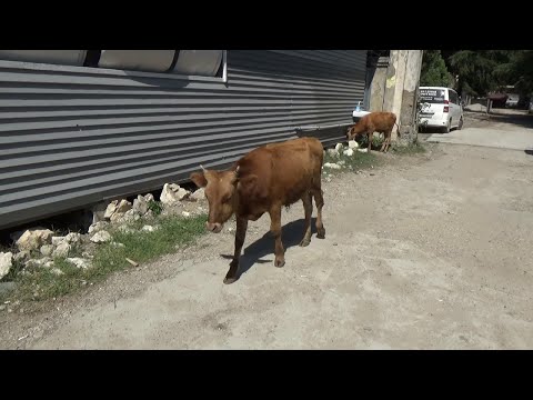 Видео: Абхазия - прогулка по поселку Лдзаа