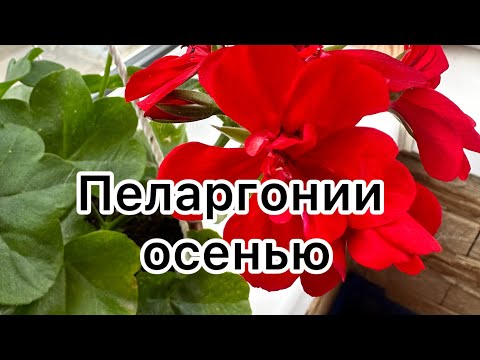 Видео: Что делать с пеларгонией осенью‼️ #пеларгония #сортовыепеларгонии #цветоводство