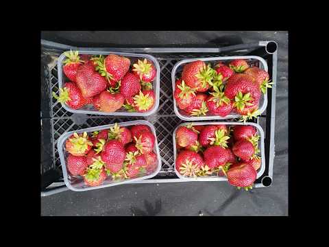 Видео: Клубника Чамора Турусси и Гигантелла 2019г
