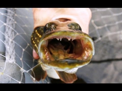 Видео: Ловля щуки на вертушки