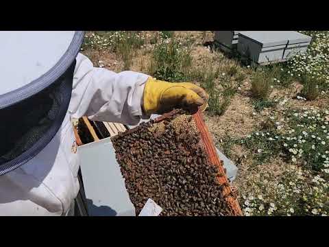 Видео: отводочки на две рамкив начале июля и результаты