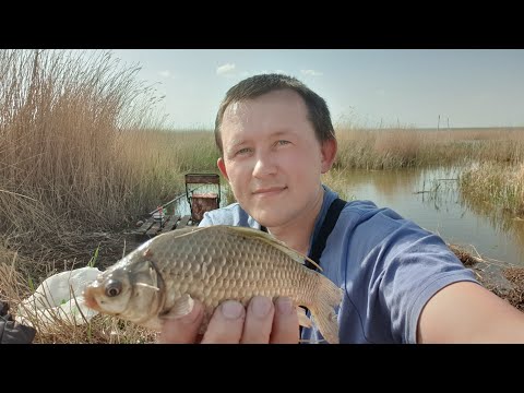 Видео: Сумасшедший клев карася на поплавок в озере Уелги