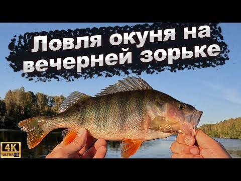Видео: Ловля окуня на вечерней зорьке