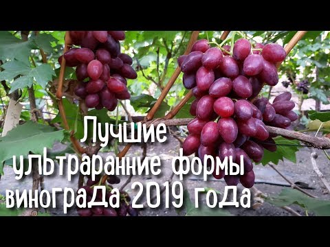 Видео: Лучшие ультраранние формы винограда 2019. THE BEST EARLY GRAPE VARIETIES