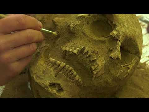 Видео: Во время прокладки нефтепровода в ЕАО обнаружен уникальный некрополь чжурчженей