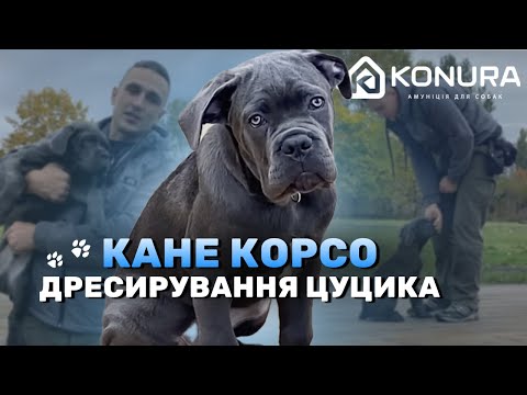 Видео: Кане Корсо, дресирування цуцика