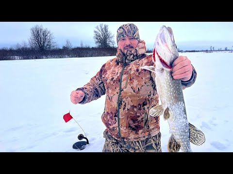 Видео: Притоки Десни, 🐟жерлиці 2024