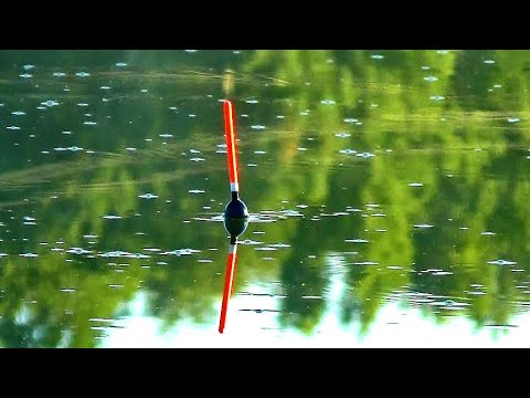 Видео: КАРАСИ ЛАПТИ В СТАРОМ ДЕРЕВЕНСКОМ ОЗЕРЕ.ЗАКИНУЛ СЕКРЕТНУЮ КАШУ И ВОТ... ВОДА БУРЛИТ ОТ РЫБЫ.