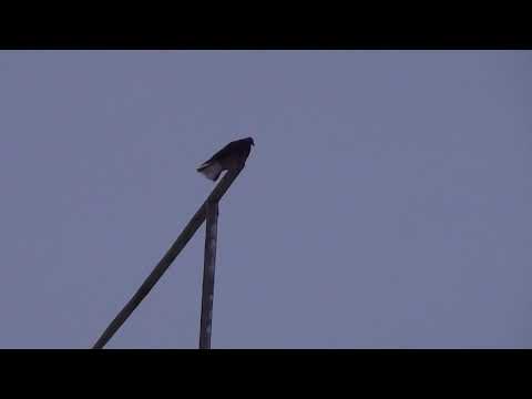 Видео: Тверские николаевские  голуби обработка голубятни