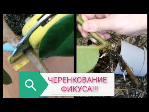 Видео: ЧЕРЕНКОВАНИЕ ФИКУСА//САМЫЙ ЛЕГКИЙ СПОСОБ// ЛЕГКО ЛИ РАЗМНОЖИТЬ ФИКУС?!