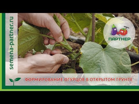 Видео: Формирование огурцов в открытом грунте