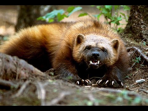 Видео: РОСОМАХА атакует  волка, пуму, медведя и охотничьих собак. 2020