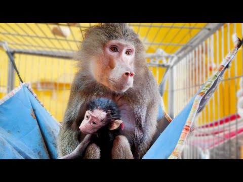 Видео: В гостях у АНФИСЫ! Лида нежно держит малышку и не пугается людей!  У Люси и Ко истерика от ревности