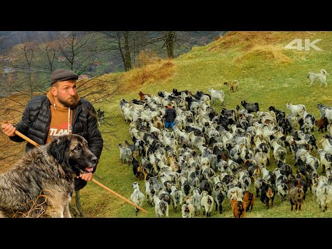 Видео: Выпас коз на заброшенной набережной | Документальный фильм ▫️4K▫️