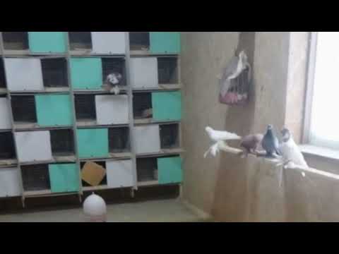 Видео: ТАШКЕНТСКИЙ БОЙНЫЕ ДВУХ ЧУБЫ TASHKENTSKIY ÒYINCHI KABUTARLAR