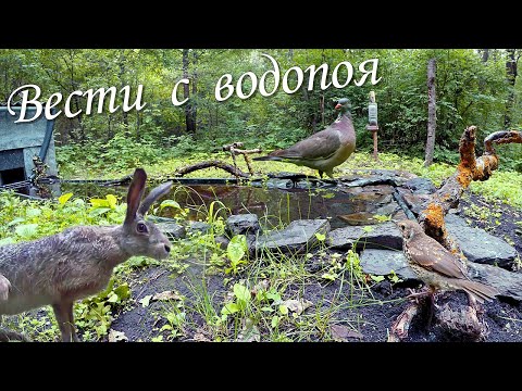 Видео: Вести с водопоя.