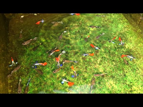 Видео: Разведение множества декоративных рыб — это увлекательное занятие.