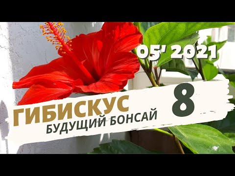 Видео: Пересадка в пеностекло. Гибискус будущий бонсай. Часть 8 | Май 2021