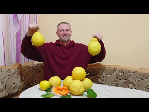 Видео: Собираем зрелые лимоны,накрываем виноград на зимовку.