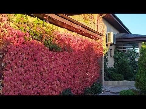 Видео: Вичи на стене. Мой двор осенью.