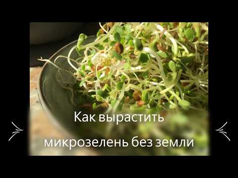 Видео: МИКРОЗЕЛЕНЬ БЕЗ ЗЕМЛИ. Способ выращивания микрозелени на воде в банке