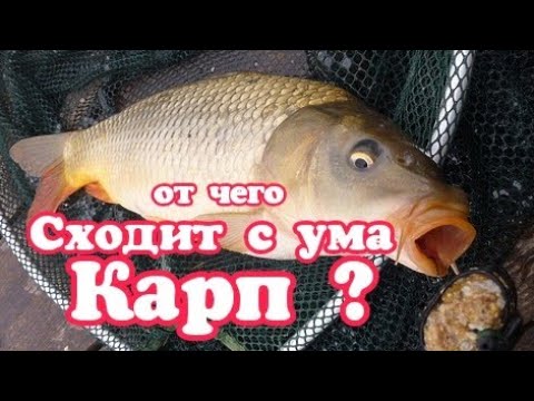 Видео: Как поймать карпа в сентябре? Ловля карпа осенью : что нужно для хорошего улова?