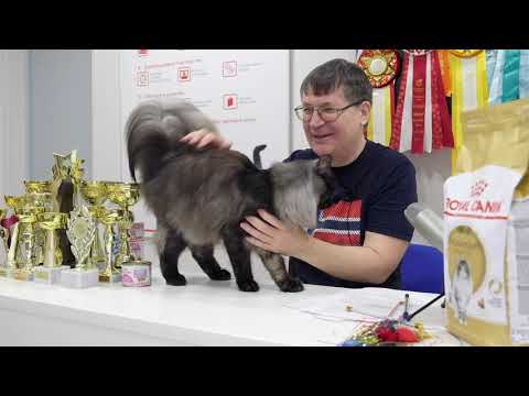 Видео: НОРВЕЖСКАЯ ЛЕСНАЯ.ПРЕЗЕНТАЦИЯ ПОРОДЫ.