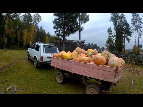 Видео: Дары осени