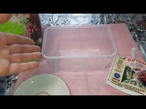 Видео: Посев виолы 2022