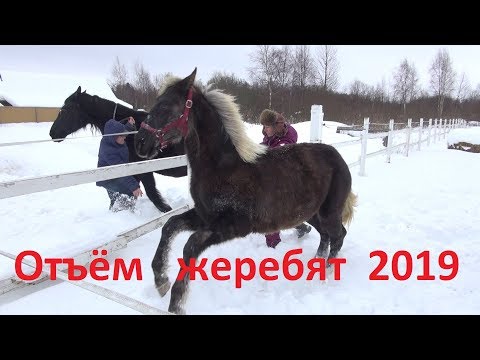 Видео: Отбивка жеребят от кобыл.