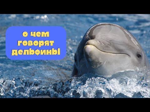 Видео: Дельфины и киты. Открой тайны океана