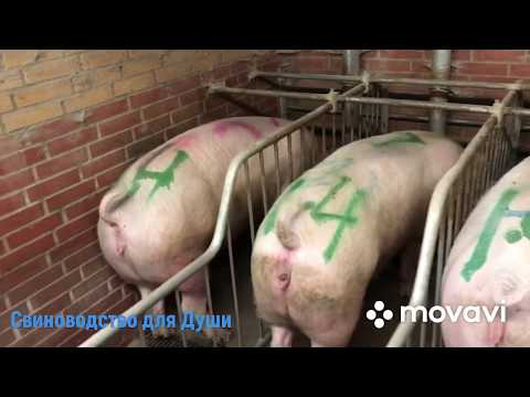 Видео: Свиноматки в станках одиночного содержания!