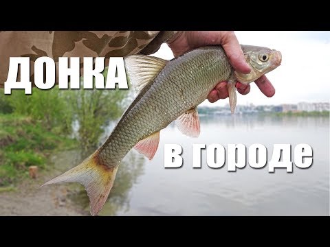 Видео: Ловля на донку с кормушкой с берега  | Рыбалка с Fishingsib