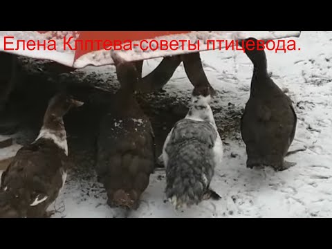 Видео: Куры ,мускусные утки,индюки,гуси зимой без отопления.