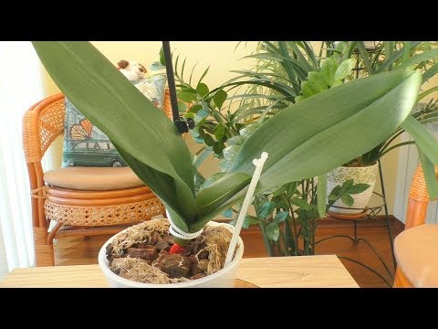 Видео: Гниль шеи у орхидеи! Возможно ли спасение?