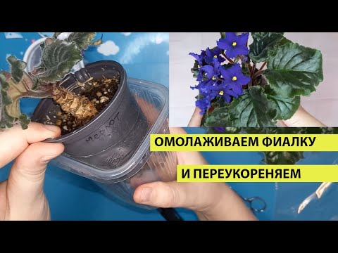 Видео: Как омолодить ФИАЛКУ, 2 СПОСОБА укоренить ФИАЛКУ за 2 недели, всегда работает