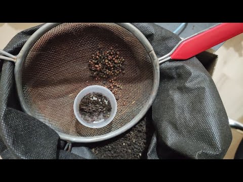 Видео: 02 Компостный червь в квартире. Коконы денробены. 5 недель после заселения.