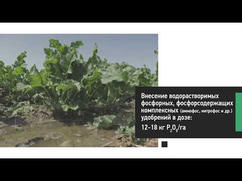 Видео: Минеральные удобрения для сахарной свеклы