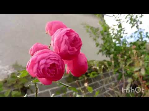 Видео: 🌹🍁🍁Моя любимая дача.Осенние хлопоты.Сбор урожая.Очиток видный очень осенний цветок ,и лечебный.
