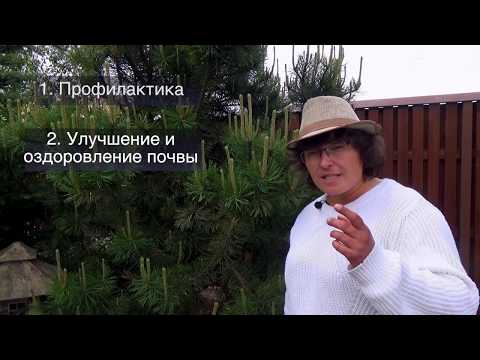 Видео: Ржавчина на растениях.  Симптомы, возбудители и лечение.