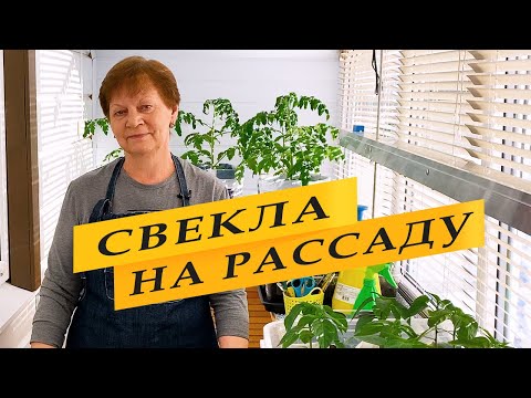 Видео: Рассаду свеклы выращиваю только так.