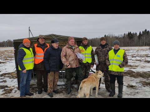 Видео: 57 ВОЛОГОДСКАЯ ОБЛАСТНАЯ ВЫСТАВКА ОХОТНИЧЬИХ СОБАК/ЗАПАДНО-СИБИРСКАЯ  ЛАЙКА!