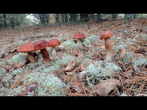 Видео: Глаза разбегались, руки тряслись, не знал з что хвататься! Глухие места природы!