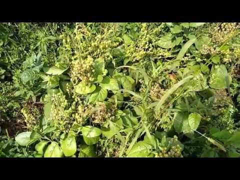 Видео: Зависимость вкуса махорки от почвы