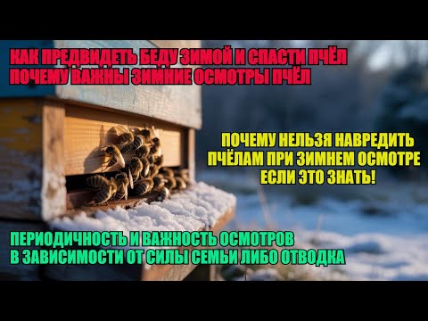 Видео: СКОЛЬКО РАЗ НУЖНО СМОТРЕТЬ ПЧЁЛ ЗИМОЙ как ПРЕДВИДЕТЬ БЕДУ И СПАСТИ СЕМЬЮ ПЧЁЛ можно ли НАВРЕДИТЬ 🐝🐝🐝