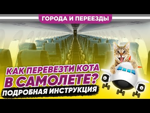 Видео: Как перевезти кота в самолете? Подробная инструкция