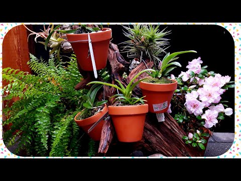 Видео: Орхидеи в домашних условиях,  содержание, уход. Саркохилус. Orchid Sarcochilus.