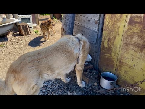 Видео: Собаки отказываются от еды,чем накормить?