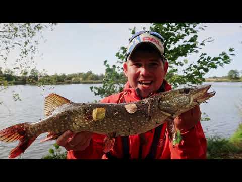 Видео: Осенняя ловля щуки на пруду| Щука осенью | ВихровLIFE